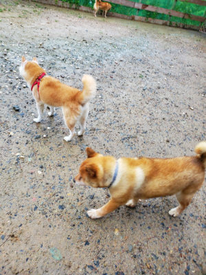 f:id:roukenhome-ann:20190829202715j:plain