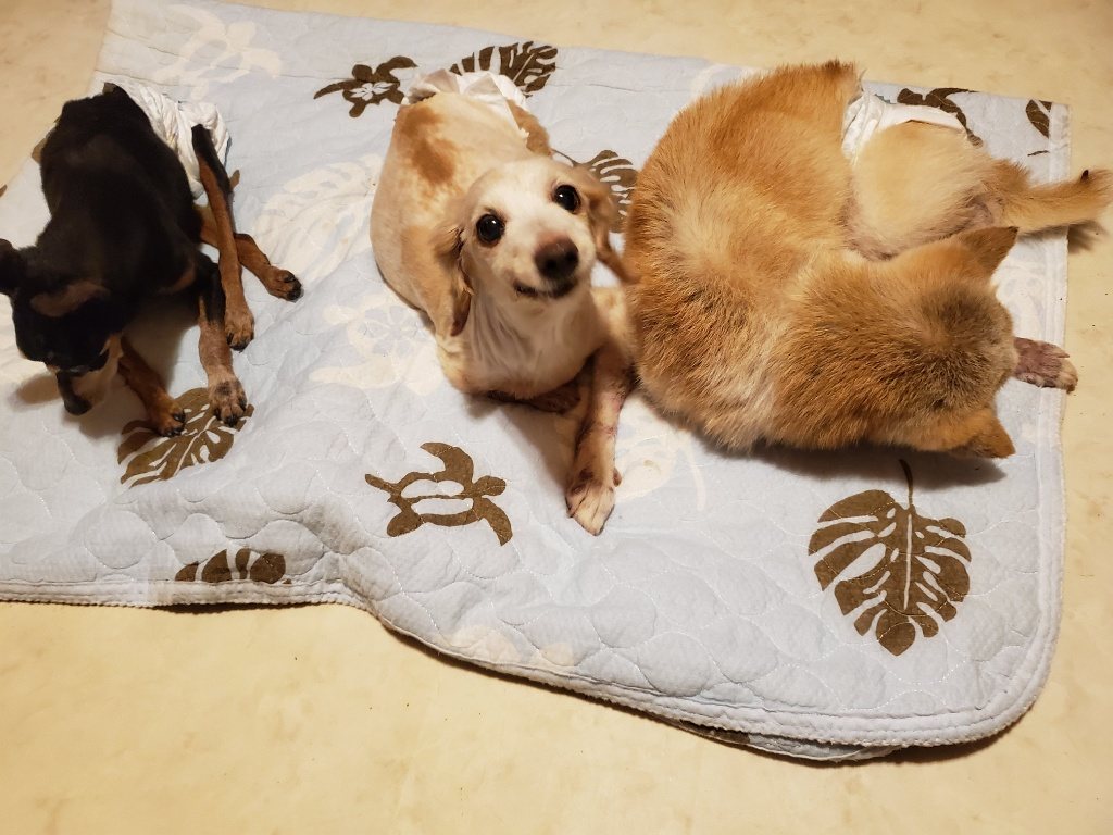 f:id:roukenhome-ann:20190830211807j:plain