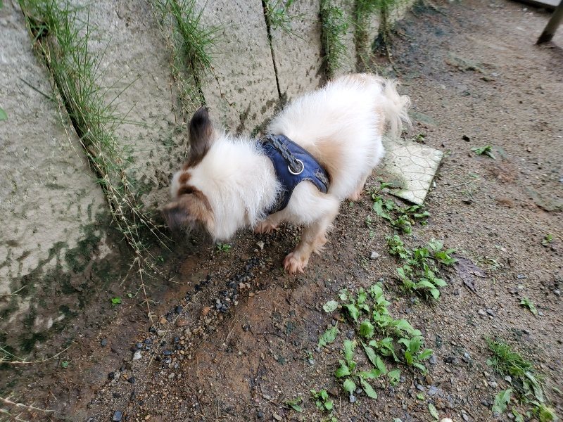 f:id:roukenhome-ann:20190831074813j:plain