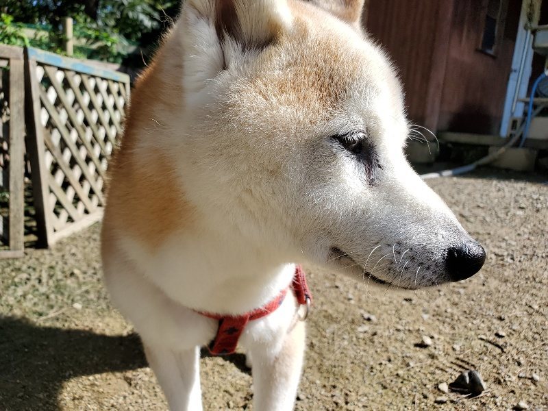f:id:roukenhome-ann:20190907195653j:plain