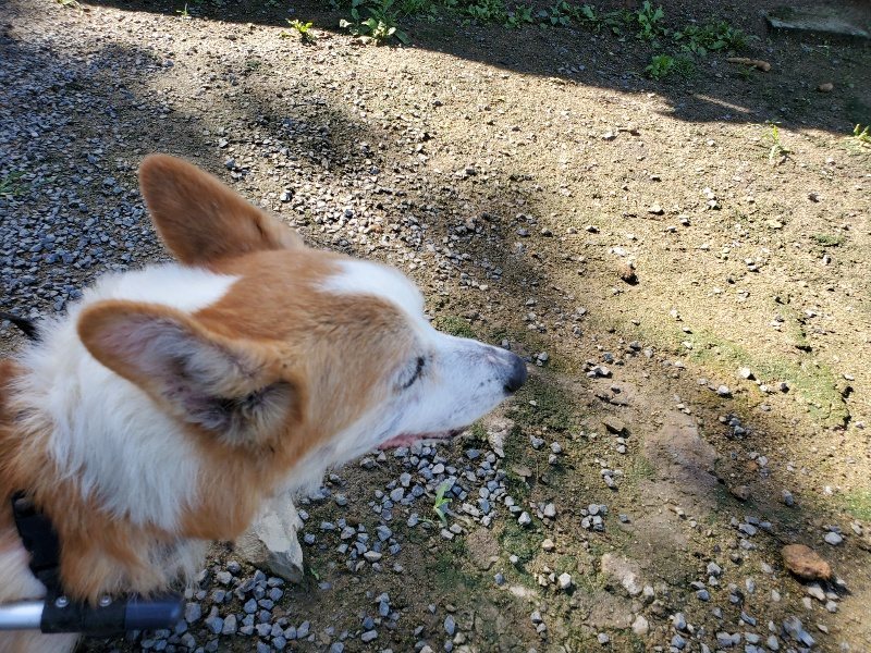 f:id:roukenhome-ann:20190907202758j:plain