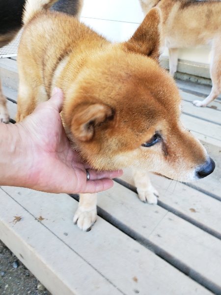 f:id:roukenhome-ann:20190908152533j:plain