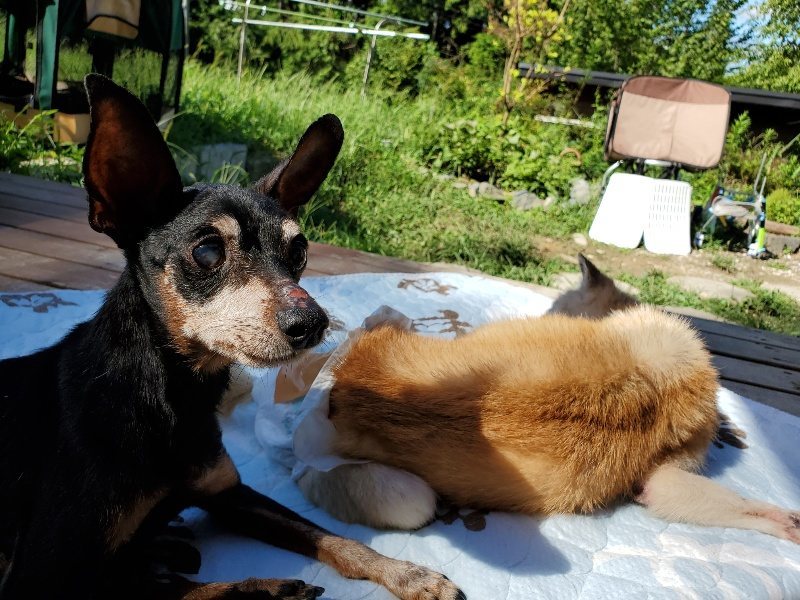 f:id:roukenhome-ann:20190909065026j:plain
