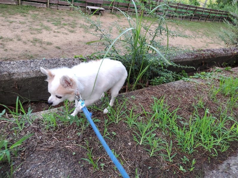 f:id:roukenhome-ann:20190909065500j:plain