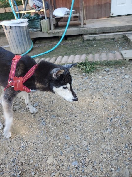 f:id:roukenhome-ann:20190909182746j:plain