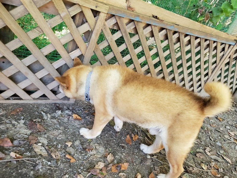 f:id:roukenhome-ann:20190909183047j:plain