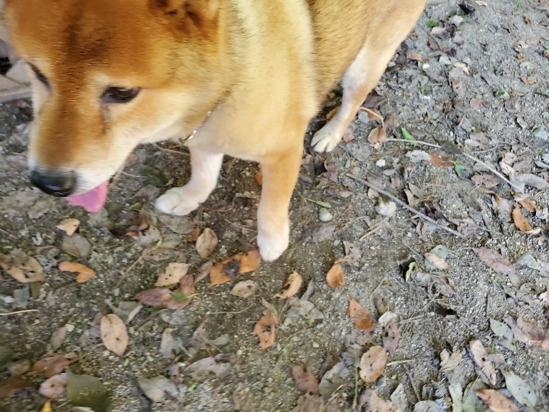 f:id:roukenhome-ann:20190909183253j:plain