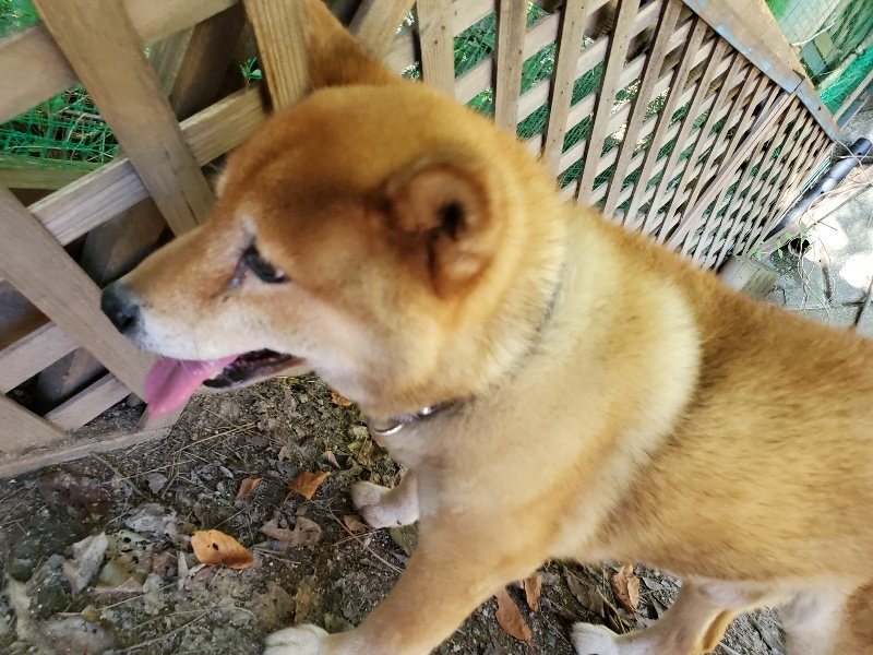 f:id:roukenhome-ann:20190909183300j:plain