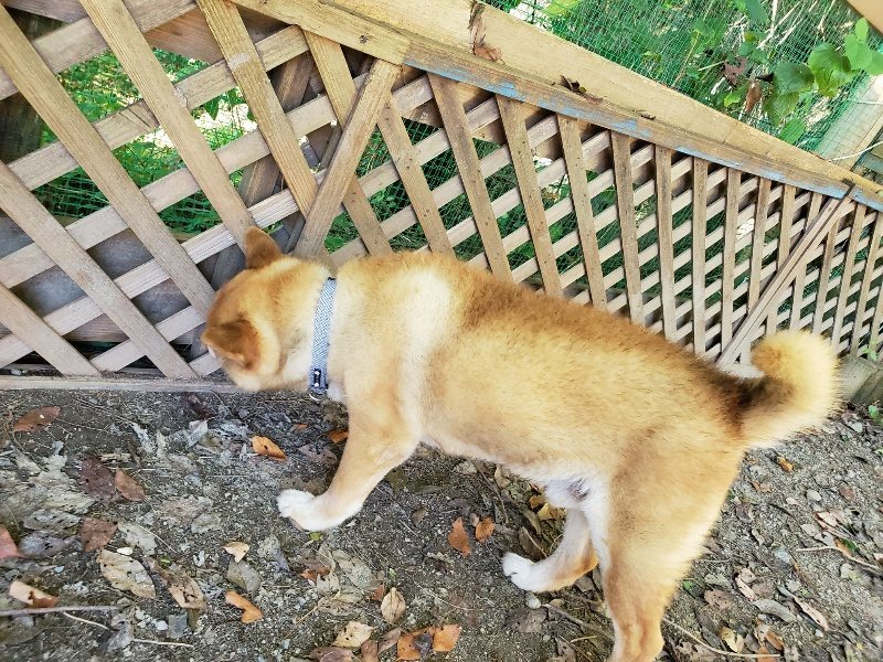 f:id:roukenhome-ann:20190909183306j:plain