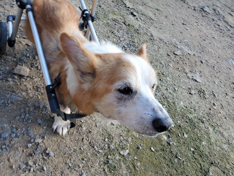 f:id:roukenhome-ann:20190909195957j:plain