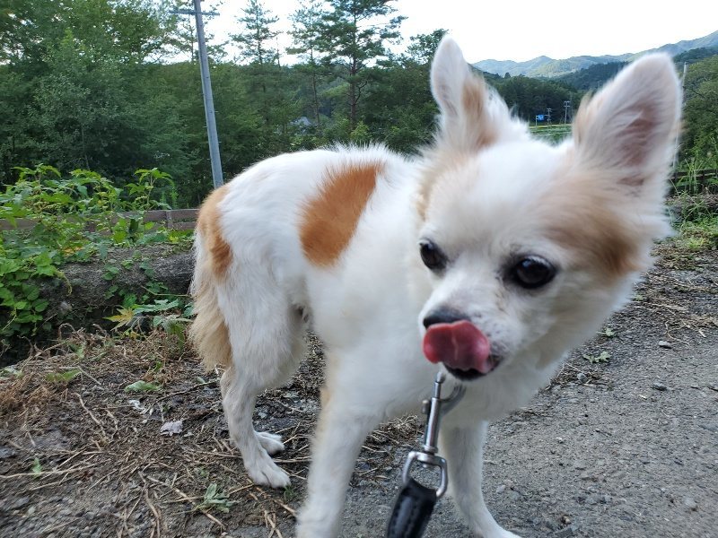 f:id:roukenhome-ann:20190909202255j:plain