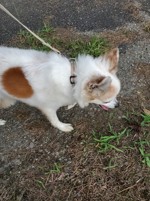 f:id:roukenhome-ann:20190911050322j:plain