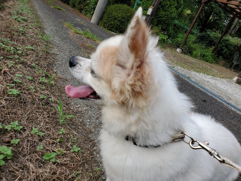 f:id:roukenhome-ann:20190911050335j:plain