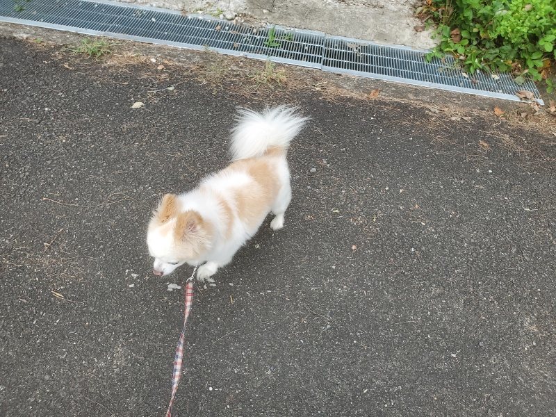 f:id:roukenhome-ann:20190911050431j:plain