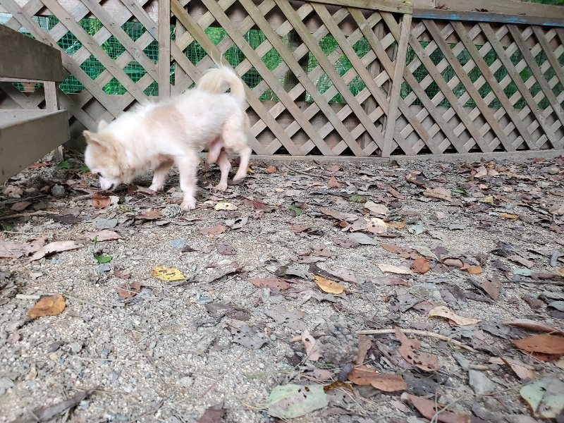 f:id:roukenhome-ann:20190911052629j:plain