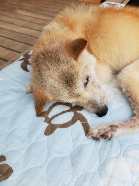 f:id:roukenhome-ann:20190913185536j:plain f:id:roukenhome-ann:20190913185536j:plain