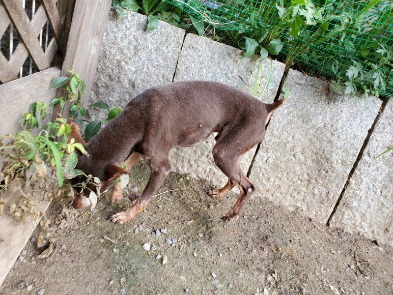 f:id:roukenhome-ann:20190917065940j:plain