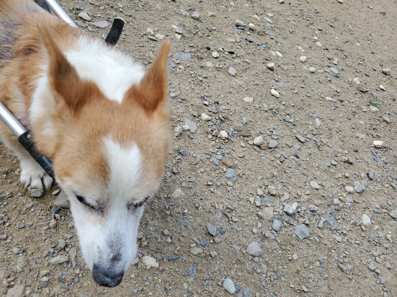 f:id:roukenhome-ann:20190917070953j:plain