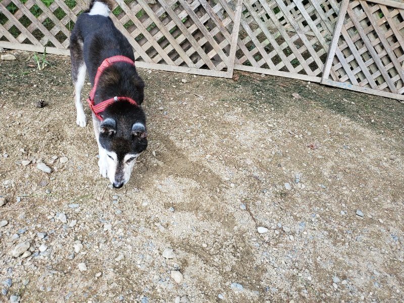 f:id:roukenhome-ann:20190917071126j:plain