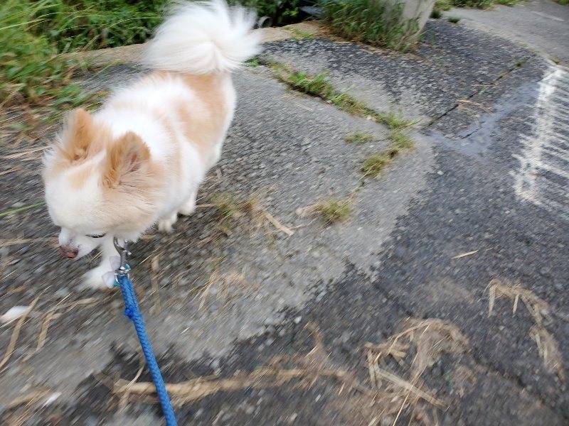 f:id:roukenhome-ann:20190917071945j:plain
