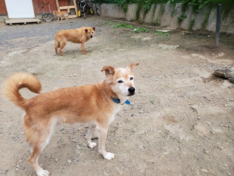 f:id:roukenhome-ann:20190917073356j:plain