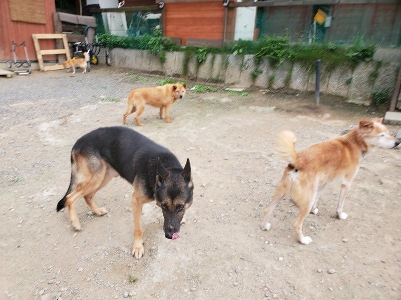 f:id:roukenhome-ann:20190917073421j:plain