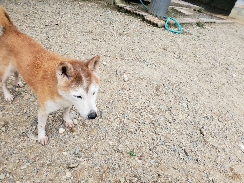 f:id:roukenhome-ann:20190917074217j:plain