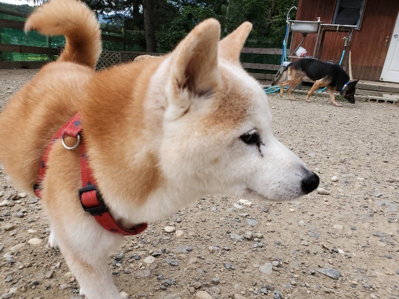 f:id:roukenhome-ann:20190917074341j:plain