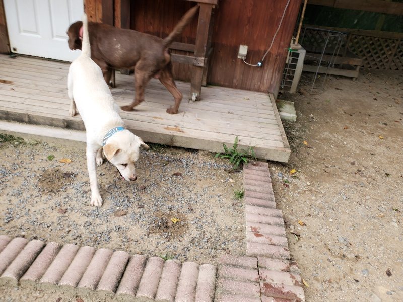 f:id:roukenhome-ann:20190917075057j:plain