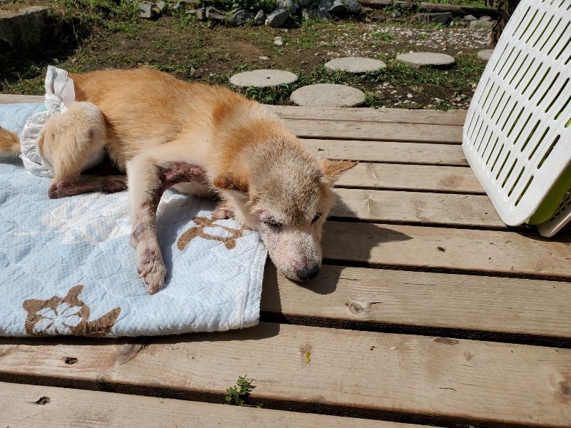 f:id:roukenhome-ann:20190923185504j:plain f:id:roukenhome-ann:20190923185504j:plain