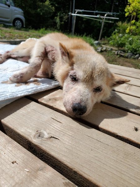 f:id:roukenhome-ann:20190923185637j:plain f:id:roukenhome-ann:20190923185637j:plain