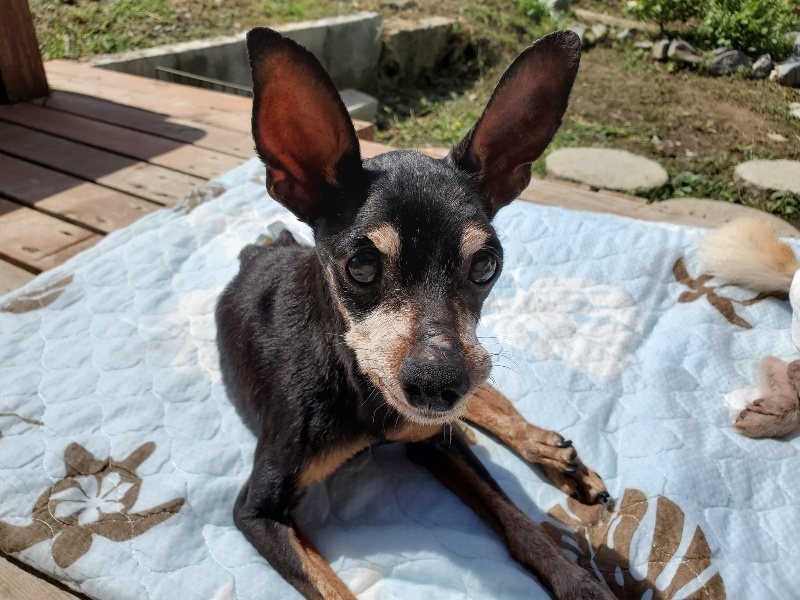 f:id:roukenhome-ann:20190923185723j:plain f:id:roukenhome-ann:20190923185723j:plain