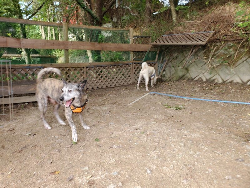 f:id:roukenhome-ann:20190923201626j:plain f:id:roukenhome-ann:20190923201626j:plain