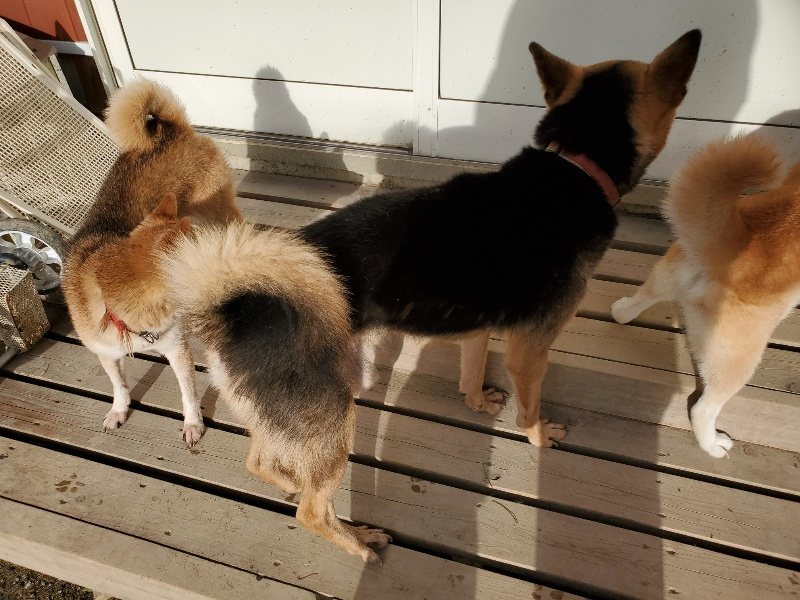 f:id:roukenhome-ann:20190923201725j:plain f:id:roukenhome-ann:20190923201725j:plain