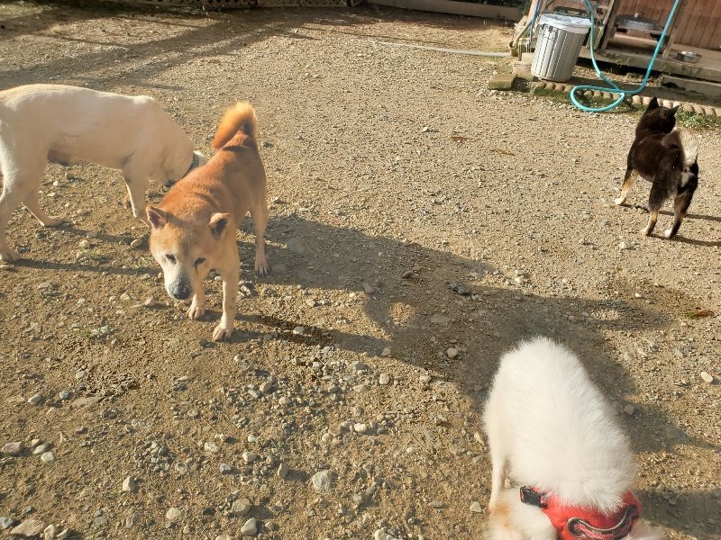 f:id:roukenhome-ann:20190923202344j:plain f:id:roukenhome-ann:20190923202344j:plain