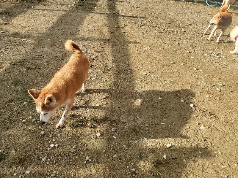 f:id:roukenhome-ann:20190923204101j:plain f:id:roukenhome-ann:20190923204101j:plain