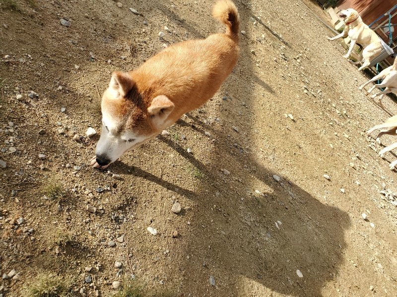 f:id:roukenhome-ann:20190923204135j:plain f:id:roukenhome-ann:20190923204135j:plain