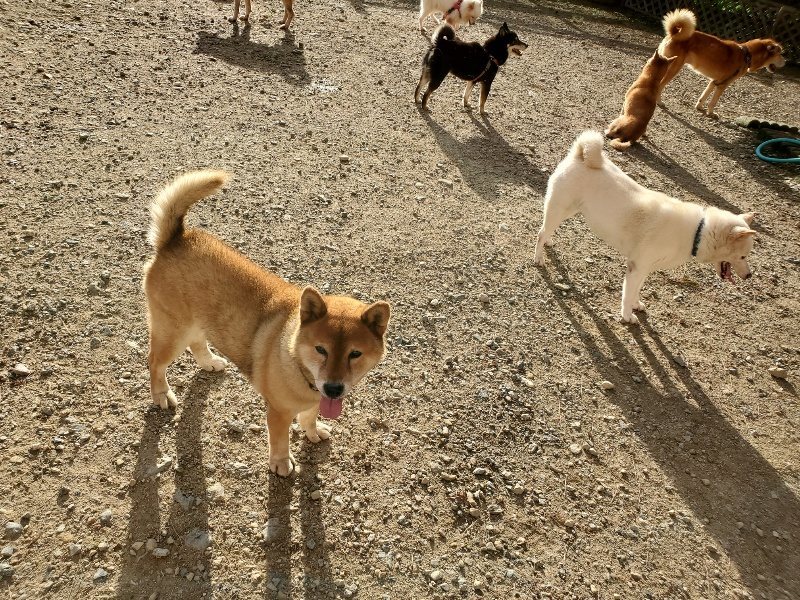f:id:roukenhome-ann:20190924050054j:plain f:id:roukenhome-ann:20190924050054j:plain