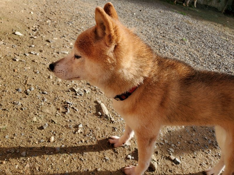 f:id:roukenhome-ann:20190924050304j:plain f:id:roukenhome-ann:20190924050304j:plain