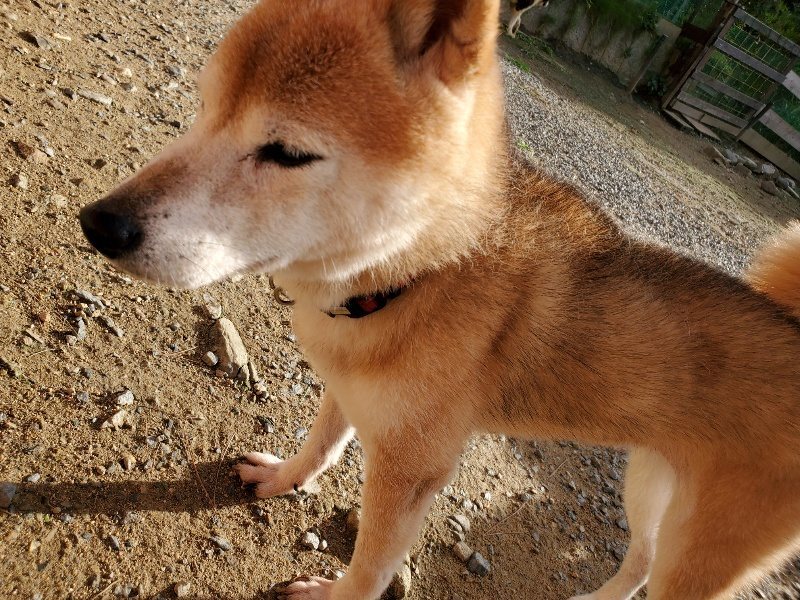 f:id:roukenhome-ann:20190924050332j:plain f:id:roukenhome-ann:20190924050332j:plain