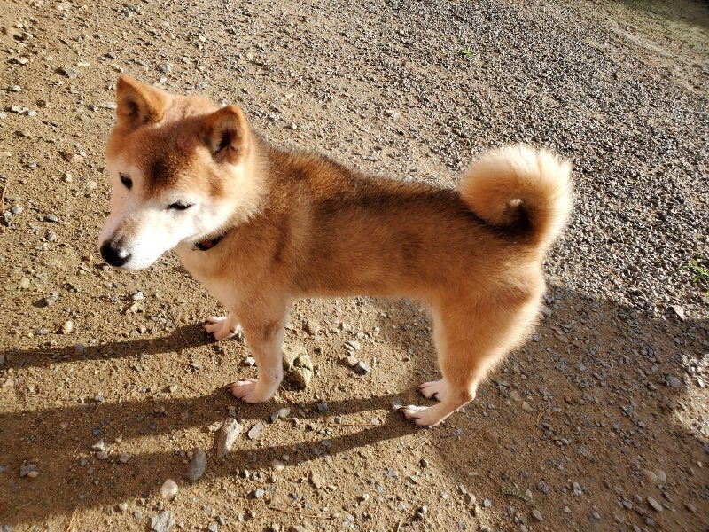 f:id:roukenhome-ann:20190924050417j:plain f:id:roukenhome-ann:20190924050417j:plain