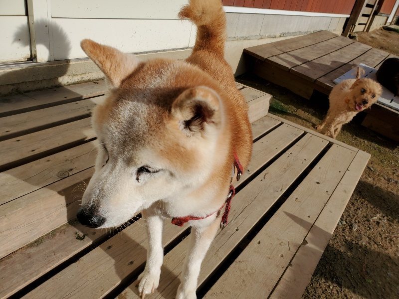 f:id:roukenhome-ann:20190924050928j:plain f:id:roukenhome-ann:20190924050928j:plain