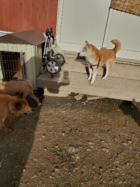 f:id:roukenhome-ann:20190924071232j:plain f:id:roukenhome-ann:20190924071232j:plain