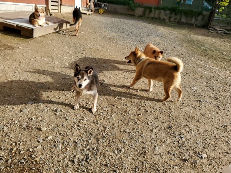 f:id:roukenhome-ann:20190924073147j:plain f:id:roukenhome-ann:20190924073147j:plain