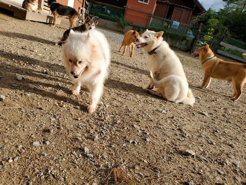 f:id:roukenhome-ann:20190924073830j:plain f:id:roukenhome-ann:20190924073830j:plain