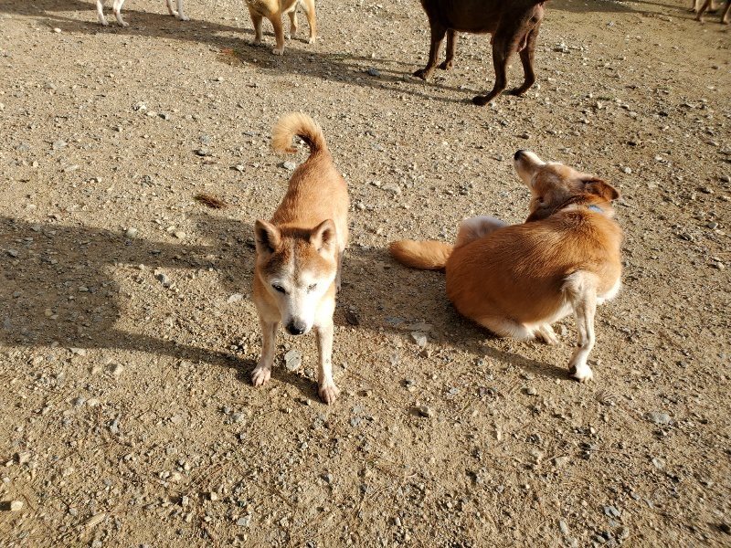 f:id:roukenhome-ann:20190924080509j:plain f:id:roukenhome-ann:20190924080509j:plain