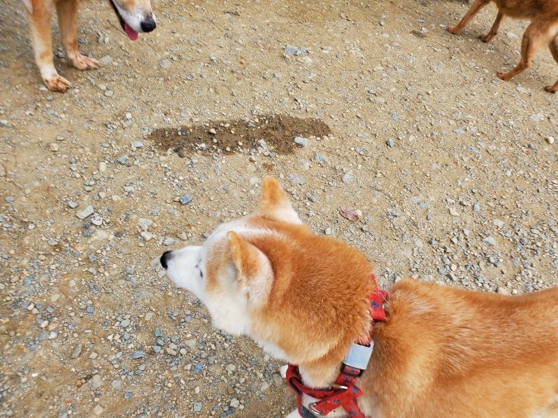 f:id:roukenhome-ann:20190930084254j:plain