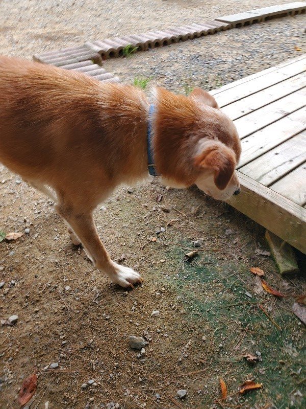 f:id:roukenhome-ann:20190930121046j:plain
