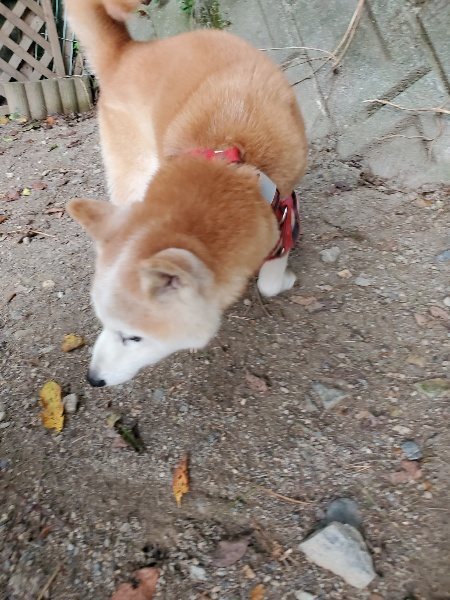 f:id:roukenhome-ann:20190930121222j:plain