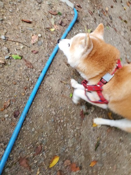 f:id:roukenhome-ann:20190930121226j:plain